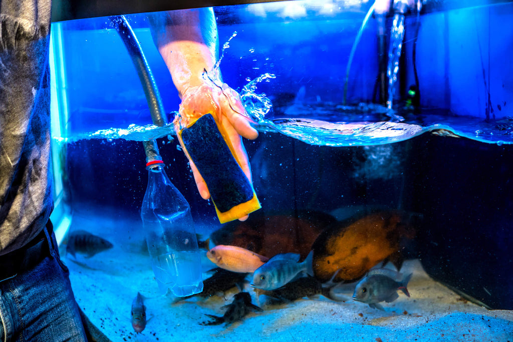 Are Aquariums High Maintenance?