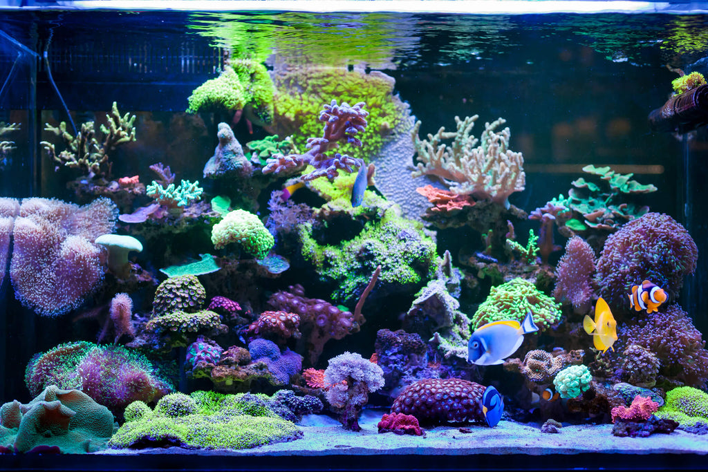 1 Set Of Fish Tank Cleaner Portable Aquarium Tank Cleaning Tools