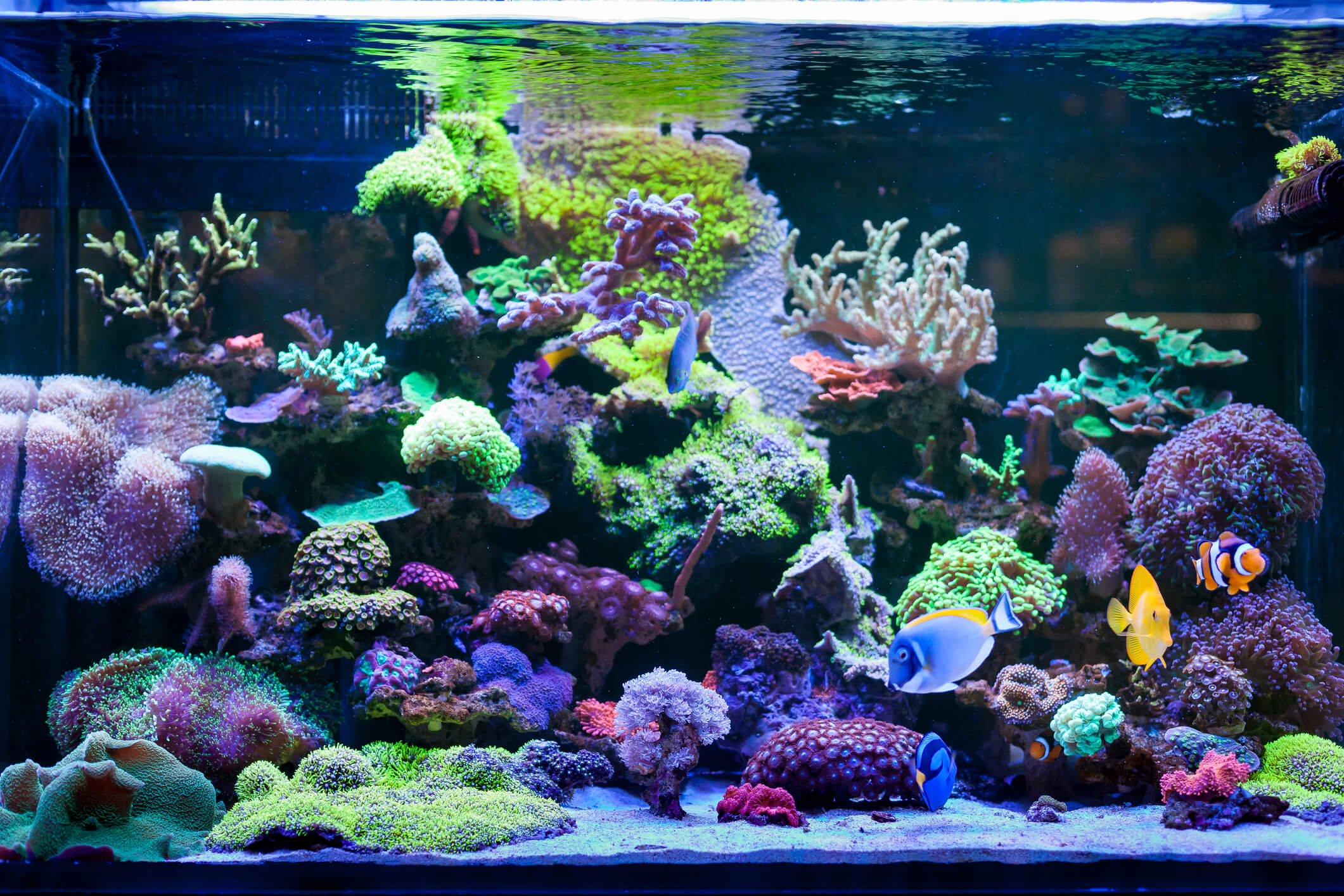 A Guide to Clear Aquarium Water Fresh Water Systems